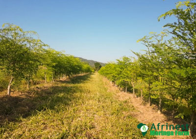 Afrinest Farm Moringa Trees Low Density for Seeds and Honey