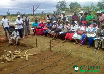 Afrinest Farm 2m x 2m Moringa Cassava Project with LIFACON (Limpopo Farmers Convention) 31 January 2017