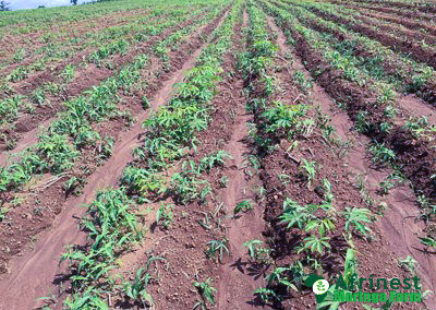 Afrinest Farm Cassava Field and Project