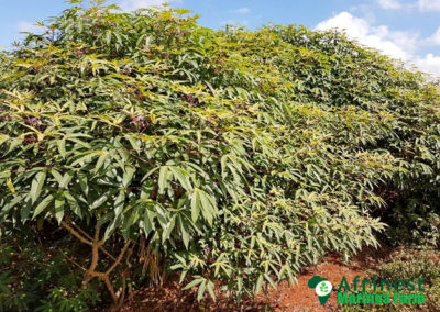 Afrinest Farm Cassava Field